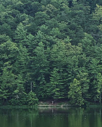 View of pine trees in forest