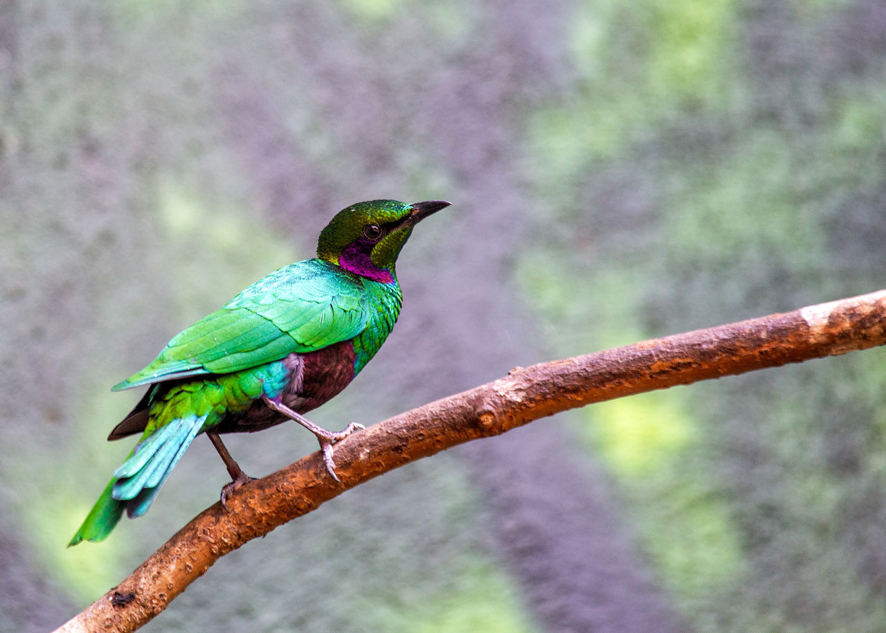 animal themes, bird, animal, animal wildlife, wildlife, one animal, perching, beak, tree, branch, multi colored, green, nature, plant, beauty in nature, no people, focus on foreground, tropical bird, forest, environment, full length, outdoors, rainforest, day, side view