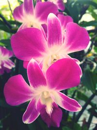 Close-up of pink orchid blooming outdoors