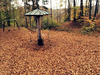 Fallen leaves on tree trunk