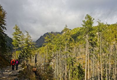 Scenic view of forest against sky