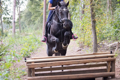 Low section of jockey riding horse over wooden barrier on field