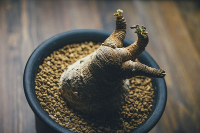 High angle view of snake on table