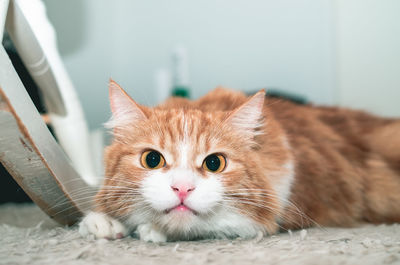 Close-up portrait of a cat