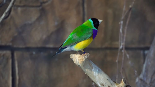 Close-up of parrot perching on branch