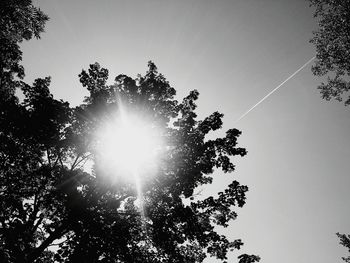 Low angle view of trees against sky