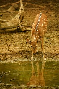 View of deer drinking water