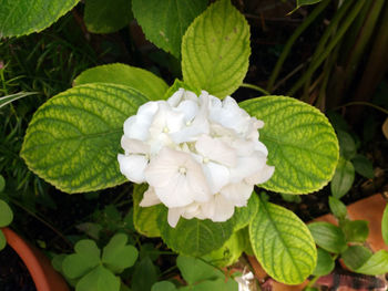 Close-up of white flowers blooming outdoors