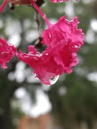 Close-up of wet pink rose blooming outdoors