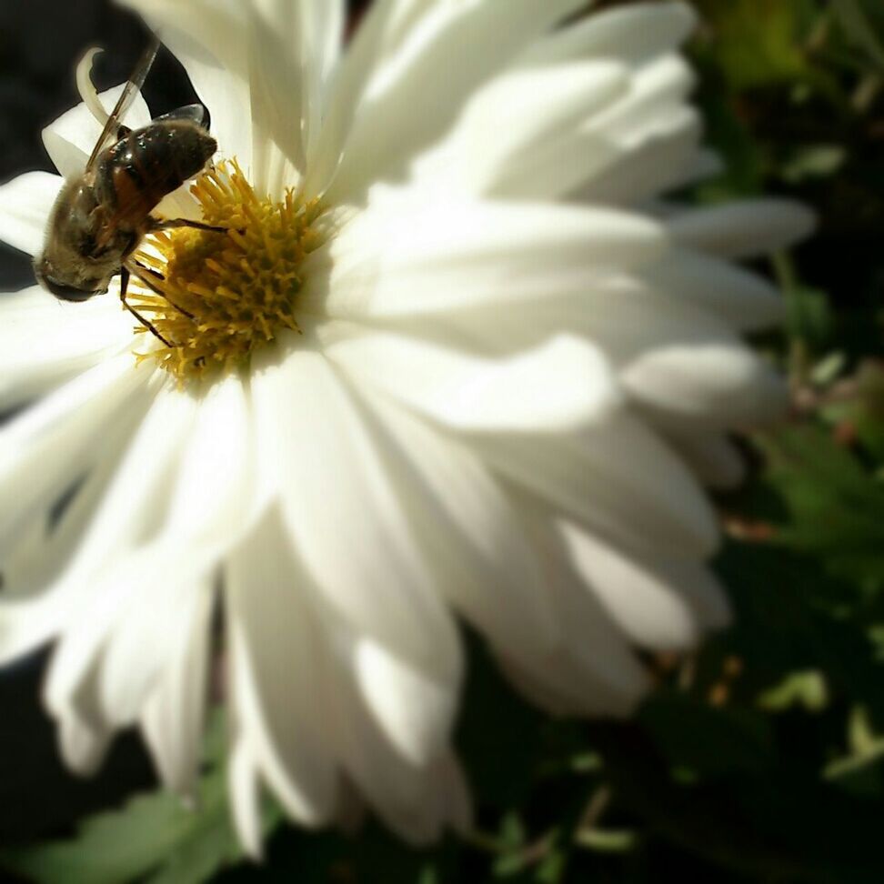 flower, petal, flower head, freshness, fragility, growth, beauty in nature, pollen, close-up, insect, nature, animal themes, white color, one animal, wildlife, blooming, animals in the wild, single flower, plant, in bloom