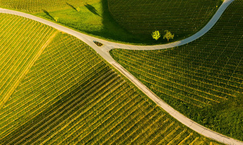 High angle view of agricultural vineyards in austria. aerial shoot