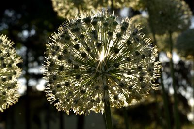 Close-up of flower against blurred background