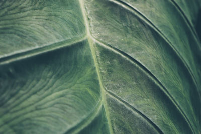 Full frame shot of leaves