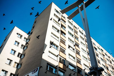 Low angle view of birds flying by building