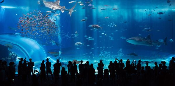 Group of silhouette people against large fish tank