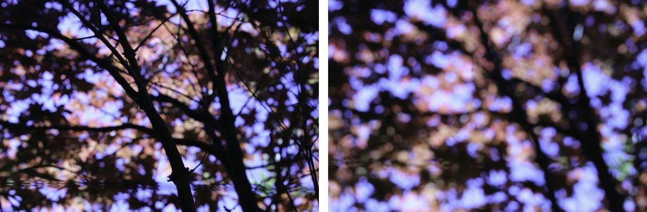 tree, low angle view, full frame, backgrounds, close-up, blue, growth, branch, selective focus, nature, pattern, day, focus on foreground, sunlight, no people, beauty in nature, outdoors, textured, fragility, part of