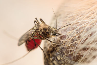 Close-up of fly