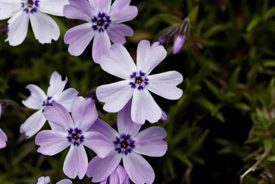 Close-up of purple flowers