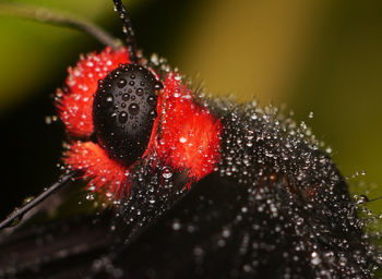Close-up of water drops on caterpillar