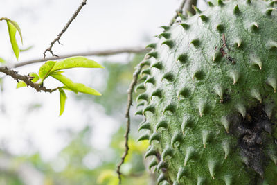 Annona muricata, soursop hanging from the tree with mite infestation. 