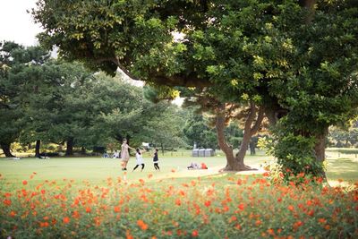 Trees in park