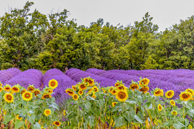 Scenic view of sunflower field against clear sky