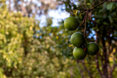 Close-up of berries growing on tree