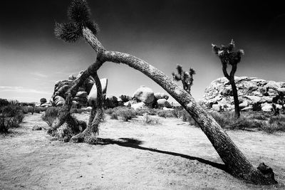 Joshua trees at desert against sky