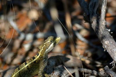 Close-up of lizard