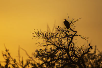 Low angle view of bird perching on plant