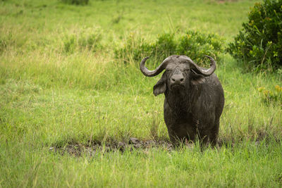 Cape buffalo stands in mud watching camera
