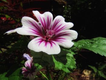 Close-up of pink flower blooming outdoors