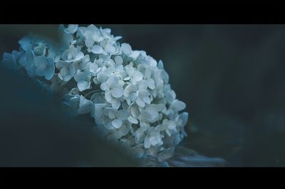 Close-up of white flowers