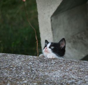 Close-up of a cat