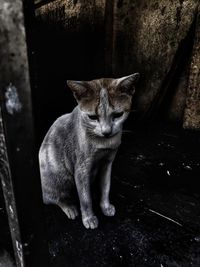 Close-up portrait of cat sitting outdoors