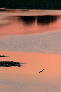View of birds flying over sea