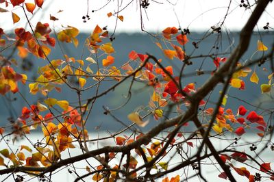 Low angle view of autumn tree against sky