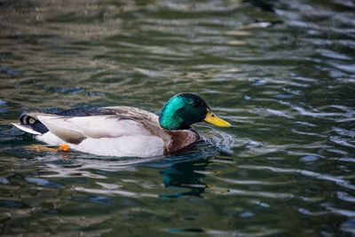 Duck swimming in a lake