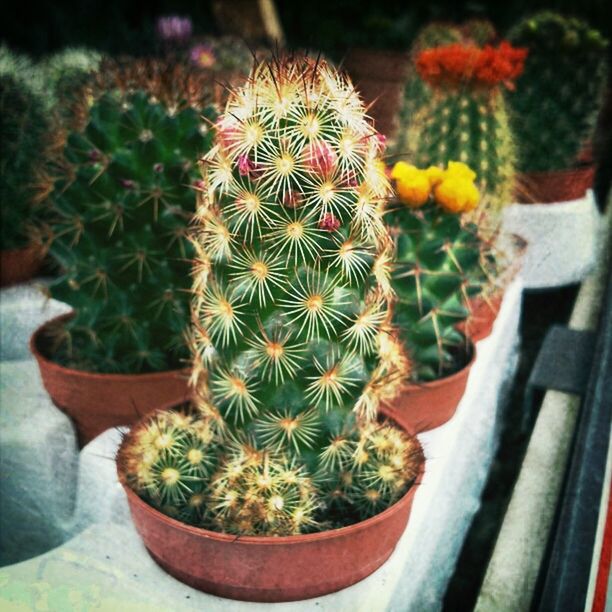 potted plant, plant, freshness, flower, growth, cactus, close-up, indoors, leaf, flower pot, green color, thorn, nature, spiked, fragility, high angle view, beauty in nature, selective focus, focus on foreground, vase