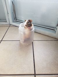 High angle view of a cat on floor