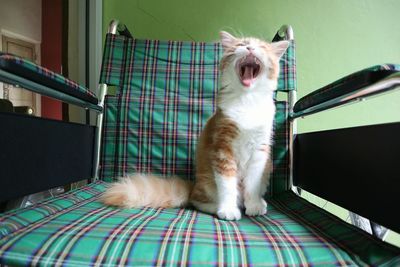 Cat yawning while sitting on chair at home