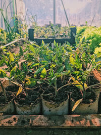 Close-up of plants growing in yard