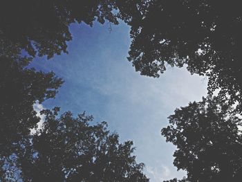 Low angle view of trees against sky