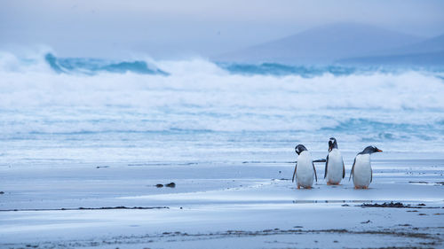 Penguins on beach