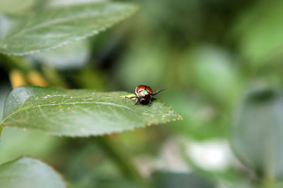 Close-up of ladybug on leaf