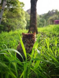 Cat looking away on field