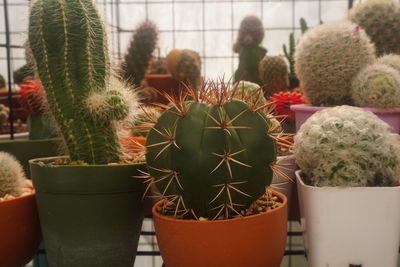 Close-up of potted plants