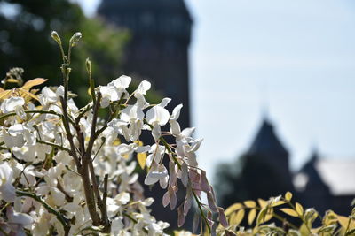 Close-up of white flowering plant