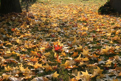 Close-up of yellow maple leaves on field