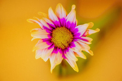 Close-up of pink flower